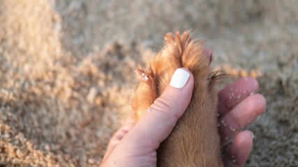 Close-up of a golden retriever dog's paw in a woman's hand against the background of sand. The...