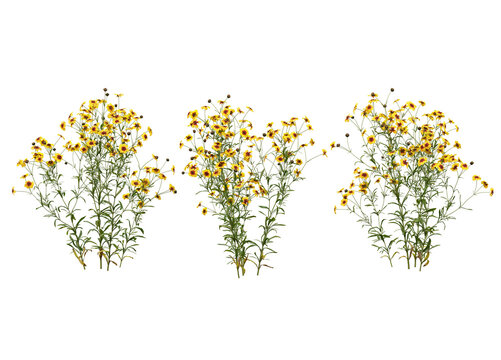 Variety of trees and flowers on transparent background