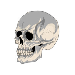 A human skull with a white background