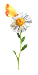 Daisy flower with a butterfly on it design. Watercolor camomile illustration.