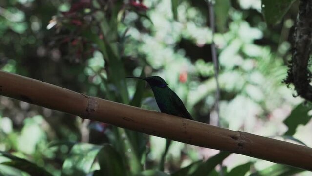 quick and tiny humming birds flying around a feeder in the rainforest near Revash in the andes mountains of Peru.