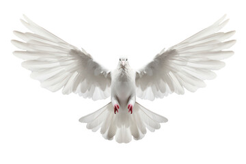 White flying dove on transparent background. - obrazy, fototapety, plakaty
