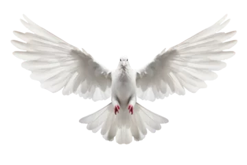 Foto op Plexiglas White flying dove on transparent background. © EKH-Pictures