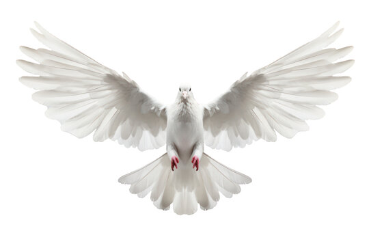 White flying dove on transparent background.