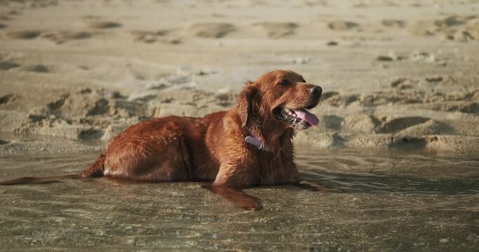 A golden retriever lies in the water on the beach. The dog is breathing heavily due to the heat and is cooling down in the cool water. Water treatments for dogs and walks on the beach in the tropics.