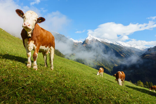 Milchk&uuml;he auf einer herbstlichen Bergwiese im Zillertal