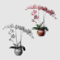 Orchid houseplant flower growing in pot for home interior decoration. Room plant with green petals. Begonia homeplant made colored and black and white dots of different sizes. Gardening, floriculture