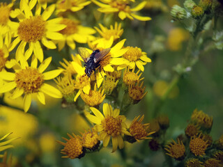 Fly on ragwort