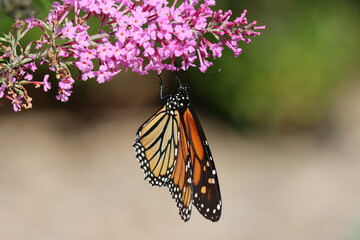 A monarch butterfly feeding on a butterfly bush