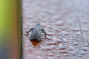 A spotted lanternfly walking away on a wet wooden railing