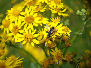 Fly on a flower