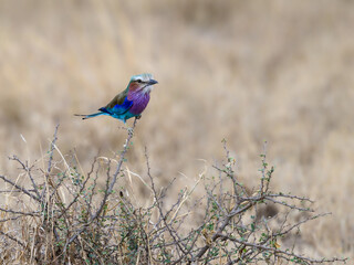 Lilac-breasted Roller on acacia tree branch