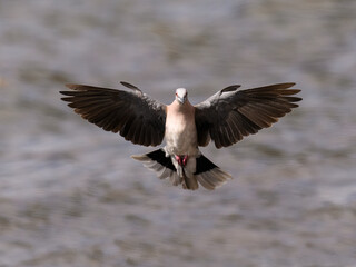 Speckled Pigeon in flight landing with open wings