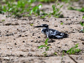 Pied Kingfisher resting on the shore of lake Victoria, Tanzania