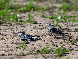 Two Pied Kingfishers resting on the shore of lake Victoria, Tanzania