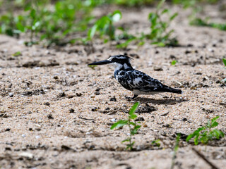 Pied Kingfisher resting on the shore of lake Victoria, Tanzania