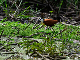 African Jacana on shore of lake Victoria, Tanzania