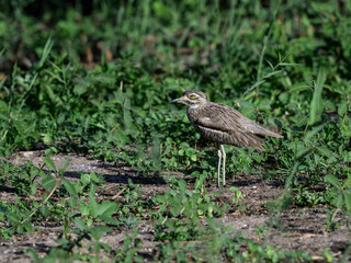 A Water Thick Knee looking foraging on lake Victoria shore in Tanzania
