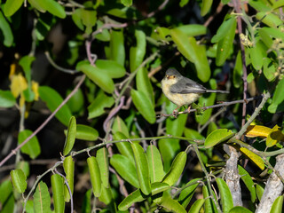 A buff-bellied warbler perched on a tree branch