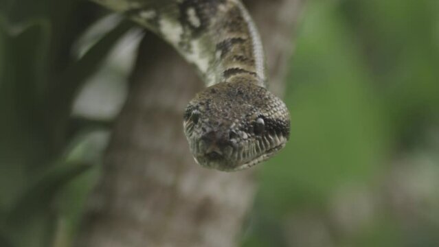 Wild Boa Snake - Madagascar