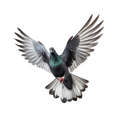 Racing pigeons fly with beautiful wide open wings isolated on a transparent background. Generative AI  - obrazy, fototapety, plakaty