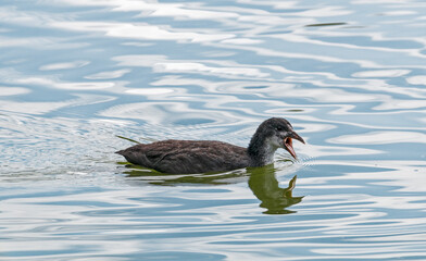 Young moorhen, Gallinula chloropus, swimming in Northumberland, UK