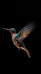 Fototapeta premium beautiful hummingbird on the black background