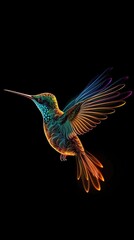 Obraz premium beautiful hummingbird on the black background