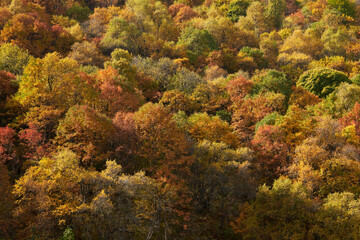 Autumn in the mountains. Thickets of trees on the highlands with yellow, red and green foliage. Natural background.