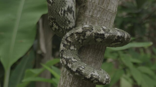 Wild Boa Snake - Madagascar