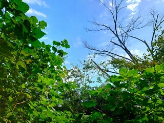 landscape with sky and clouds