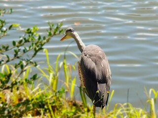 great blue heron on the grass in the park