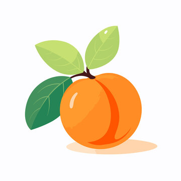 simplified flat vector art image of apricot on white background