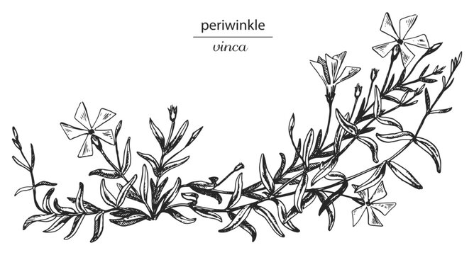 periwinkle, vinca, vinca herbacea, periwinkle sketch, periwinkle monochrome, periwinkle black and white