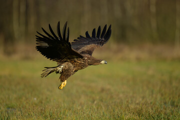 pygargue à queue blanche