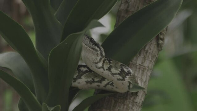 Wild Boa Snake - Madagascar