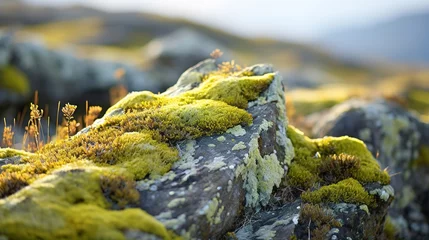 Foto op Aluminium Close up of colorful lichens growing on a rock in the tundra. Various shades of green, yellow, orange, and red, and they contrast beautifully with the gray rock. © Fokasu Art