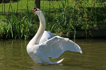 Swan on the Tiverton Canal