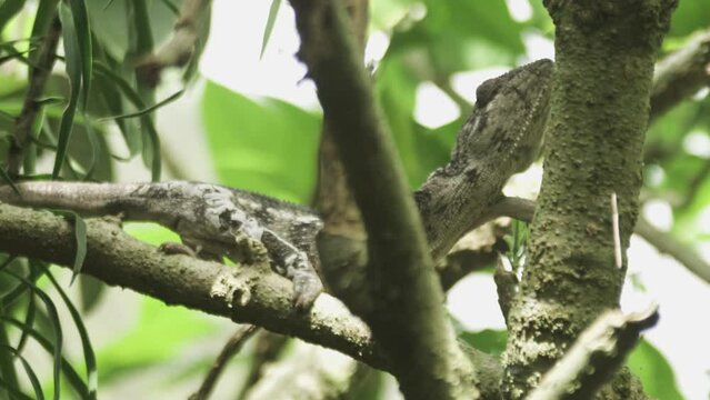 Wild Boa Snake - Madagascar