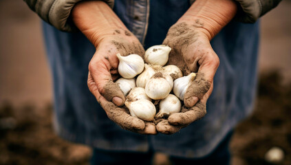 A farmer holds a harvest of garlic in his hands. Selective focus. nature. AI generated - obrazy, fototapety, plakaty