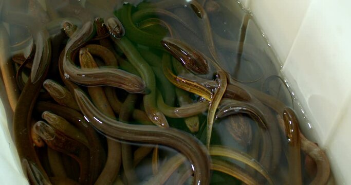 Asian delicacy eels in the streen market in Thailand.A bowl of small eel swarming at the fish market.