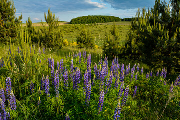 Field of lupine wildflowers with pine trees towering in the background