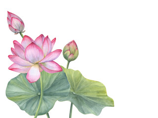 Floral composition of Indian sacred lotus flowers with leaves. Water lily, Indian lotus, green leaf, bud. Space for text. Watercolor illustration for greetings, package, label. © Masha_tolk_art