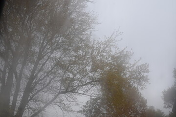 Obraz na płótnie Canvas Foggy Fall Scene With Trees