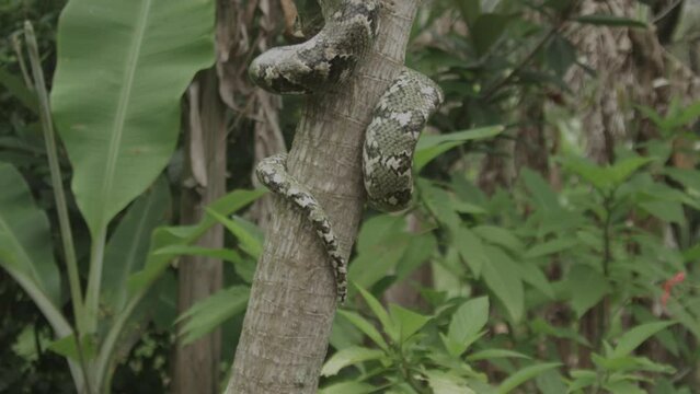 Wild Boa Snake - Madagascar