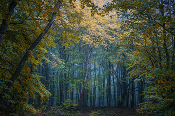 View into a deciduous forest with dark gray tree trunks and beginning autumn color of the leaves, beautiful scenic landscape in north Germany, copy space