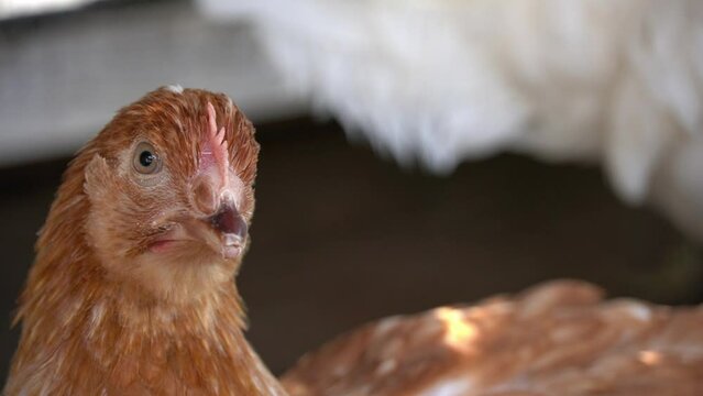 Close-up of young brown hen with curious look.
