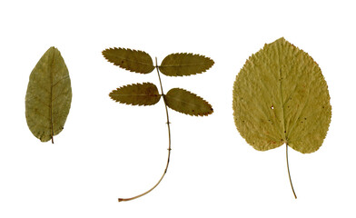 Set of various brown dry leaves isolated. Colorful of autumn season. Autumn leaf background.