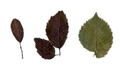 Set of various brown dry leaves isolated. Colorful of autumn season. Autumn leaf background.