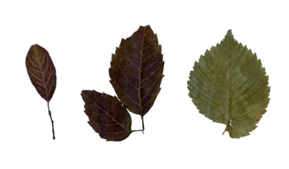 Set of various brown dry leaves isolated. Colorful of autumn season. Autumn leaf background.